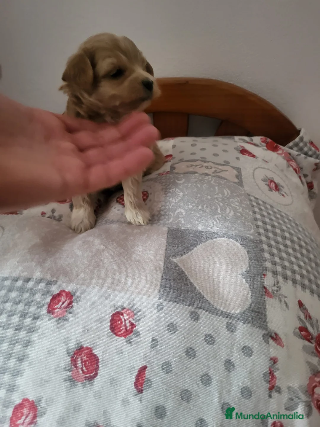 Maltipoo perros en venta: Machos de maltipoo nacionales  - Anuncio 1