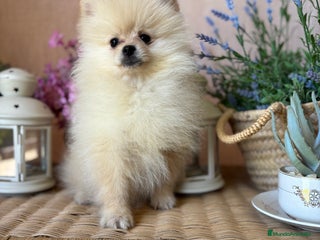 Pomerania perros - Anuncio 29