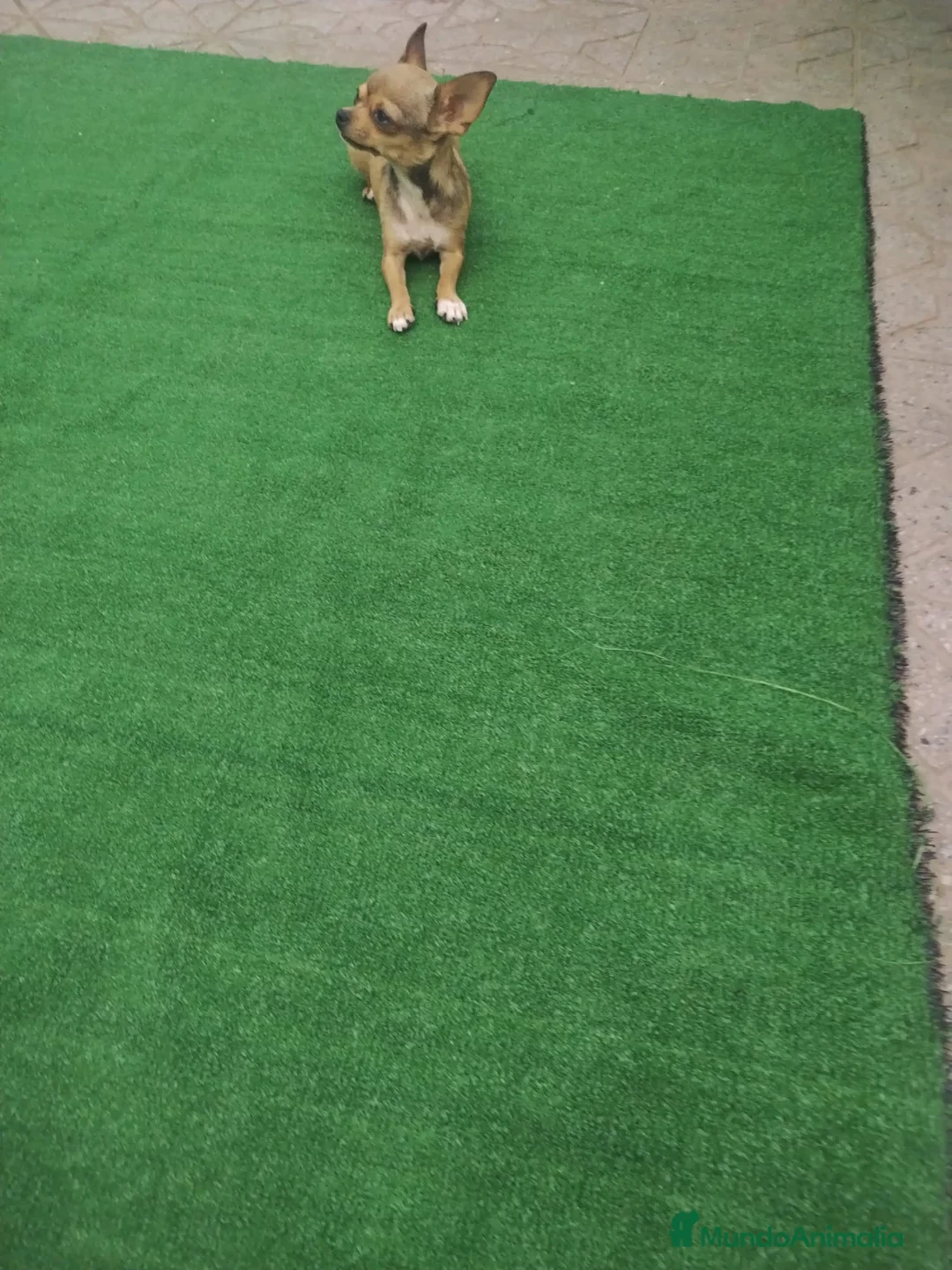 Chihuahua perros en venta: Chihuahua hembra crema  - Anuncio 4