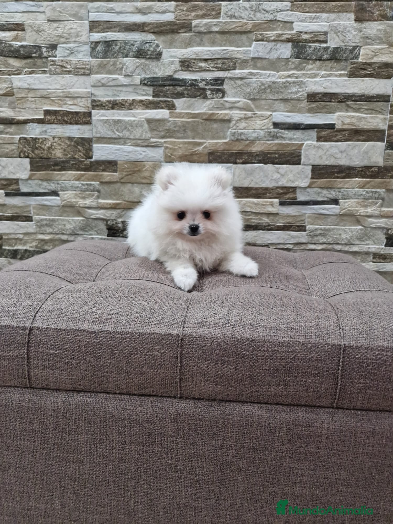 Pomerania perros lulu de Pomerania - Anuncio 1
