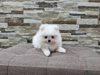 Pomerania perros lulu de Pomerania - Anuncio 19