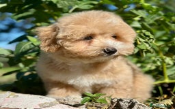 Maltipoo perros en venta: Maltipoo f2 - Imagen 8