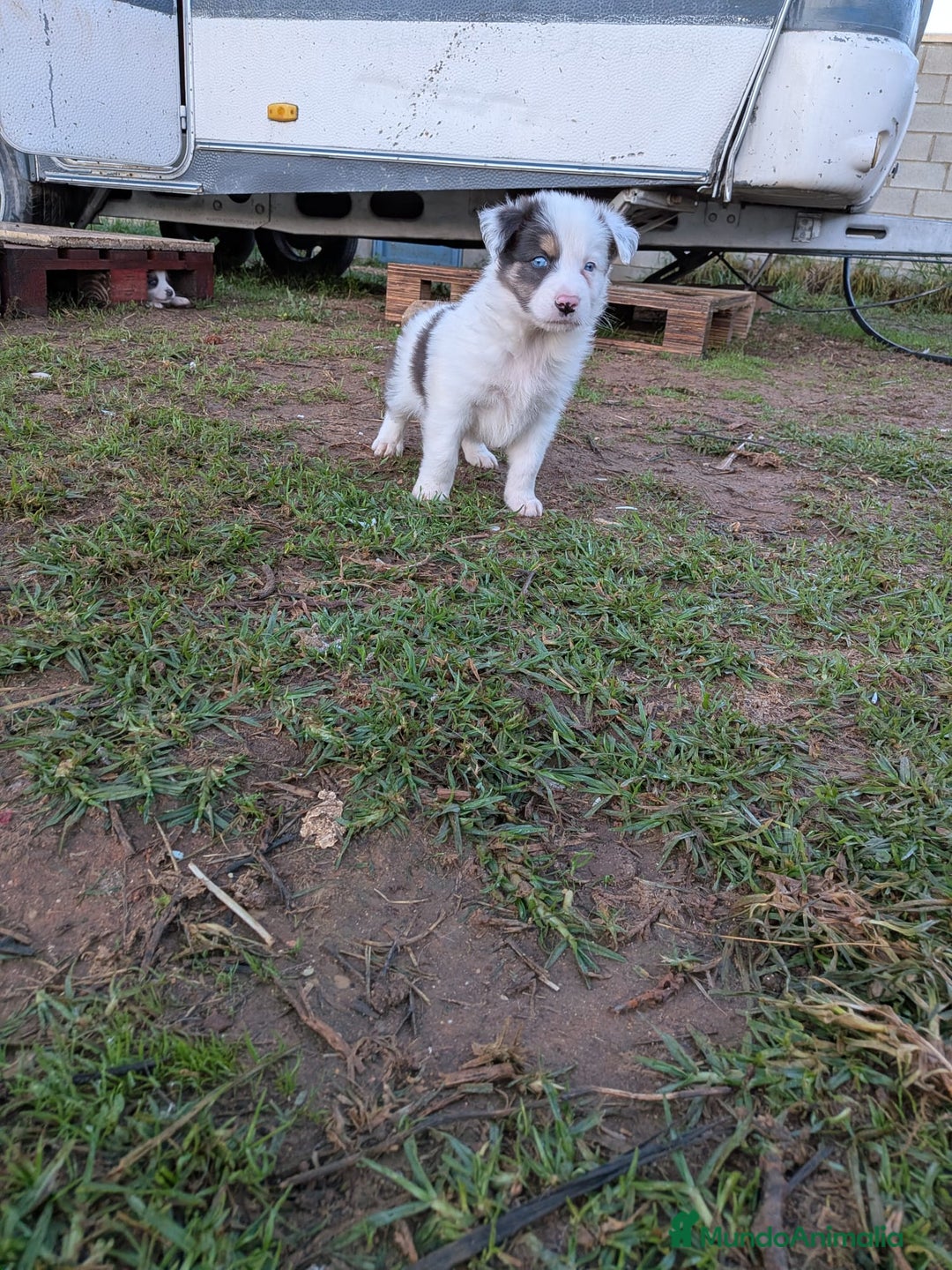 Border Collie perros en venta: Border collie  - Anuncio 9