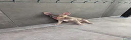 Chihuahua perros en venta: Chihuahua línea rusa machos  - Anuncio 2