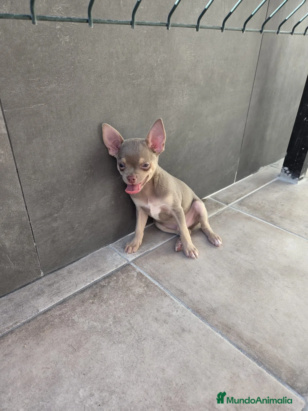 Chihuahua perros en venta: Chihuahua línea rusa machos  - Anuncio 2