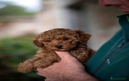 Caniche Toy perros en venta: caniche toy macho - Imagen 2