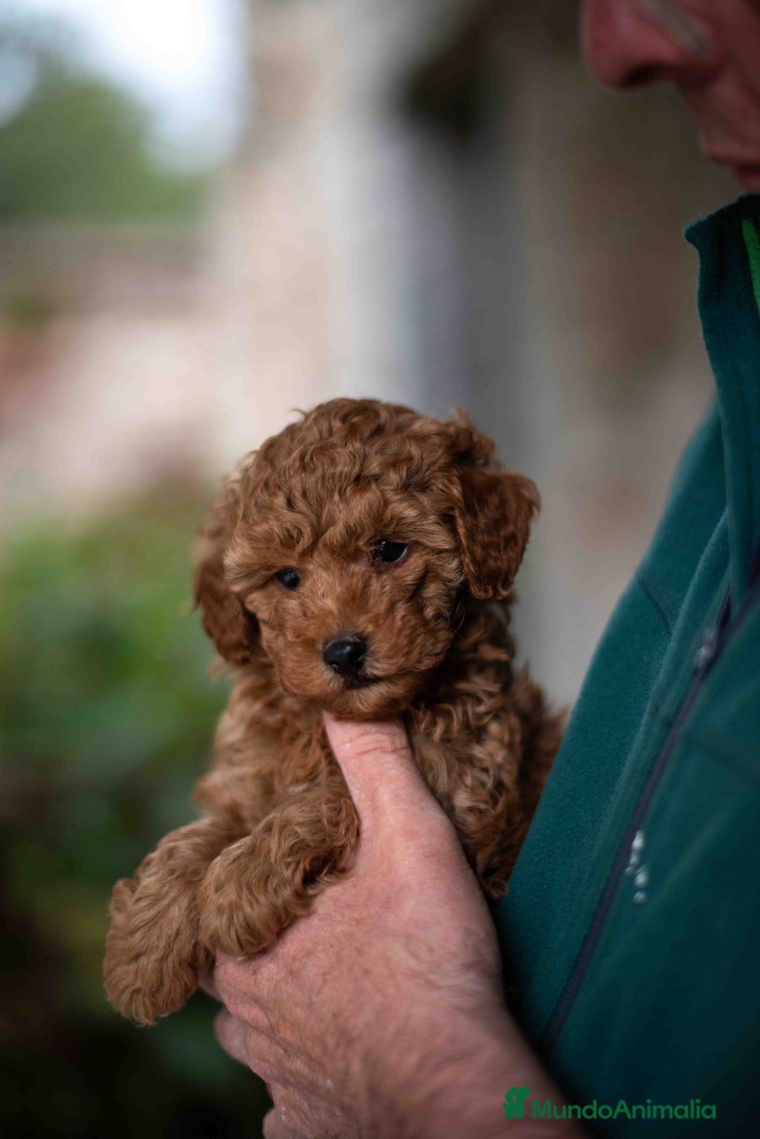 Caniche Toy perros en venta: caniche toy macho - Imagen 2