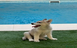 Husky Siberiano perros en venta: HUSKY Y LOBO ARTICO - Imagen 11