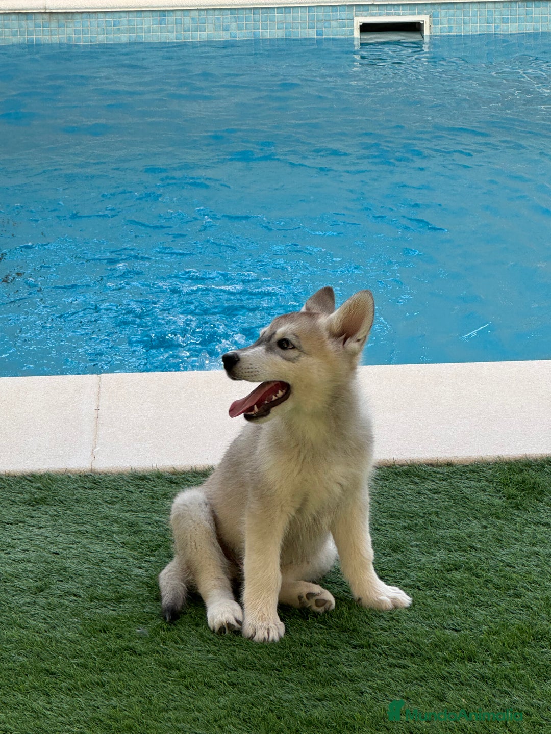 Husky Siberiano perros en venta: HUSKY Y LOBO ARTICO - Imagen 11