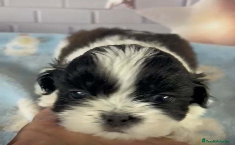 Shih Tzu perros - Anuncio 1