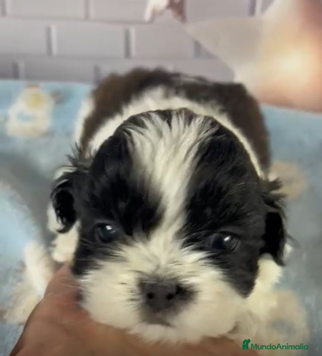 Shih Tzu perros en venta: Shih Tzu muy bonitos!!! - Imagen 1