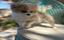 Pomerania perros en venta: Pomerania muy pequeñita para entregar  - Imagen 3