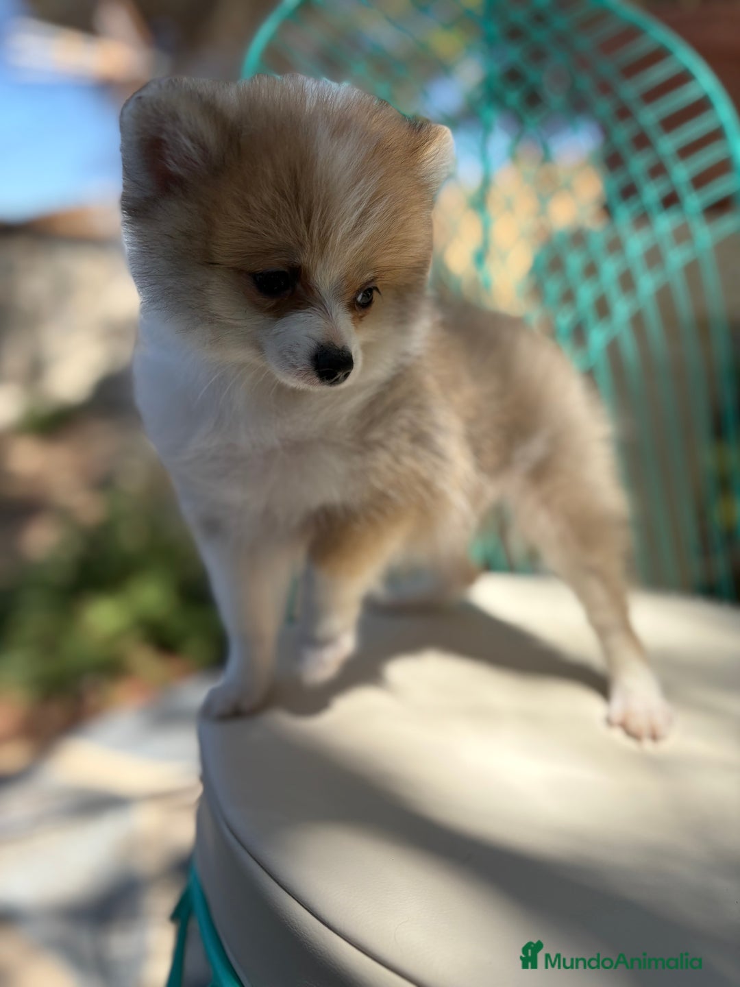 Pomerania perros en venta: Pomerania muy pequeñita para entregar  - Imagen 3