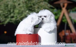 Bichón Maltés perros en venta: Bichón maltés coreano líneas asiáticas  - Imagen 3