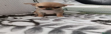 Chihuahua 3
