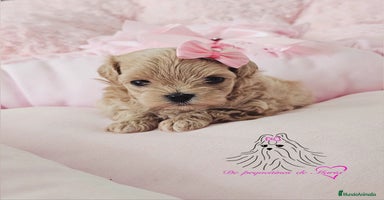 Maltipoo perros - Anuncio 11