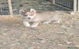 Husky Siberiano perros en venta: Husky siberiano cachorros  en Huesca - Imagen 2