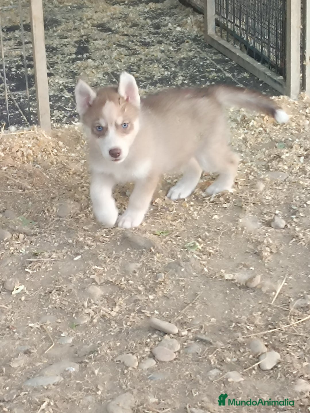 Husky Siberiano perros en venta: Husky siberiano cachorros  en Huesca - Imagen 2