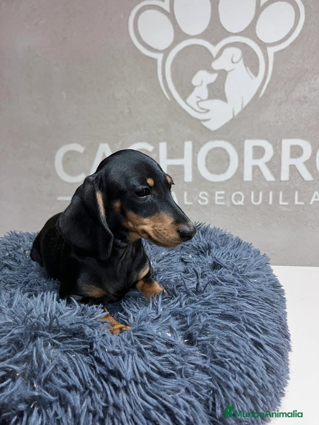 Teckel perros en venta: Teckel Kaninchen  - Anuncio 2