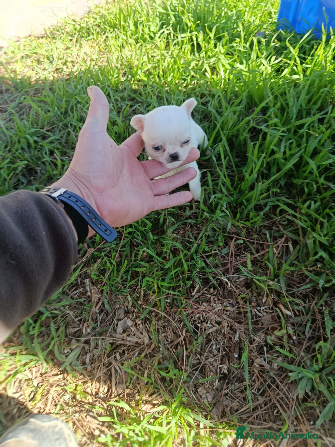 Chihuahua perros en venta: IMPRESIONANTE  CHIHUAHUA   LINEA  TOY   - Anuncio 32