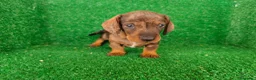 Teckel Miniatura perros en venta: Teckel miniatura  - Anuncio 14