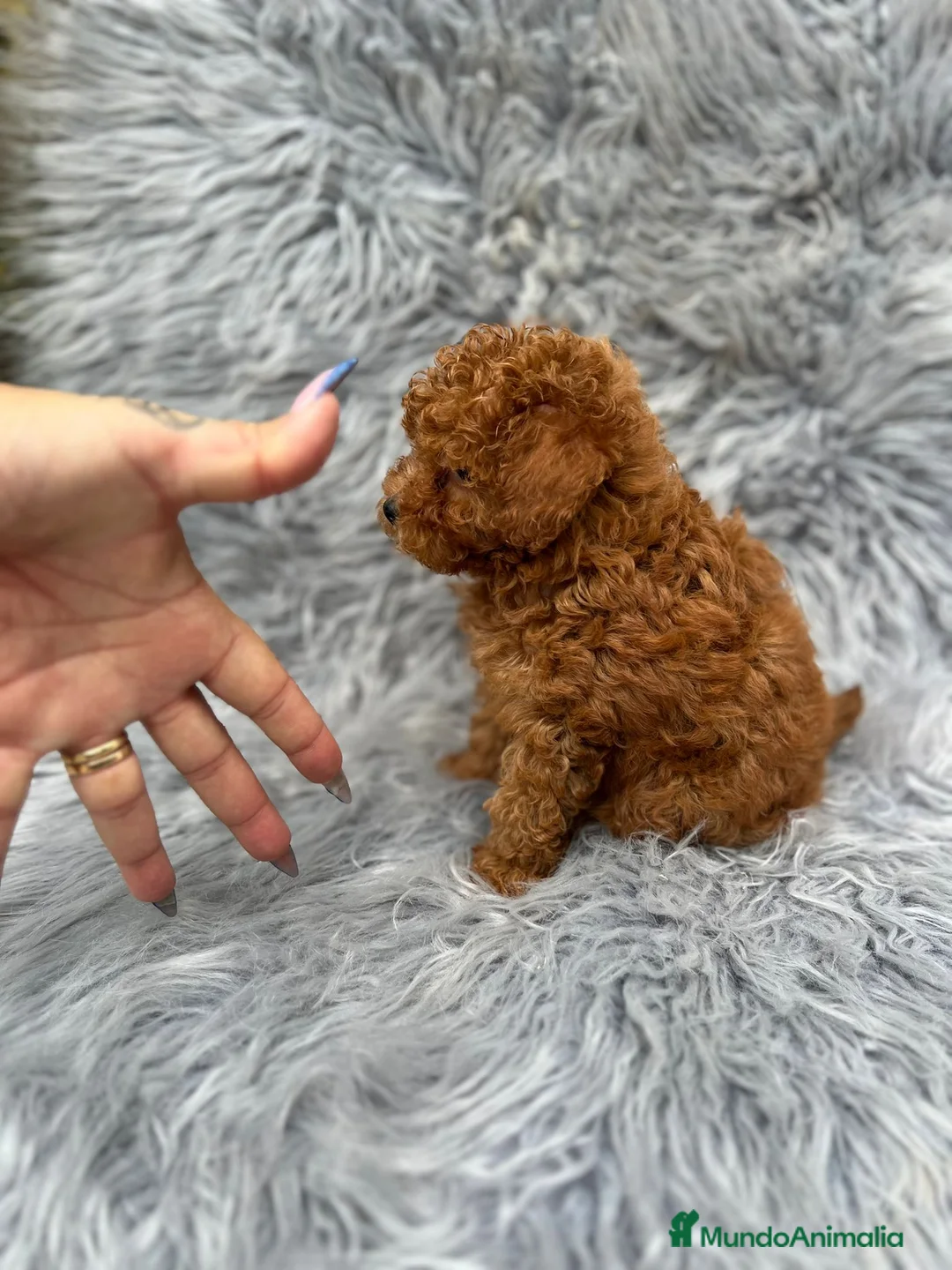 Caniche Toy perros en venta: CANICHE TOY ROJO MUY PEQUEÑO - Anuncio 3