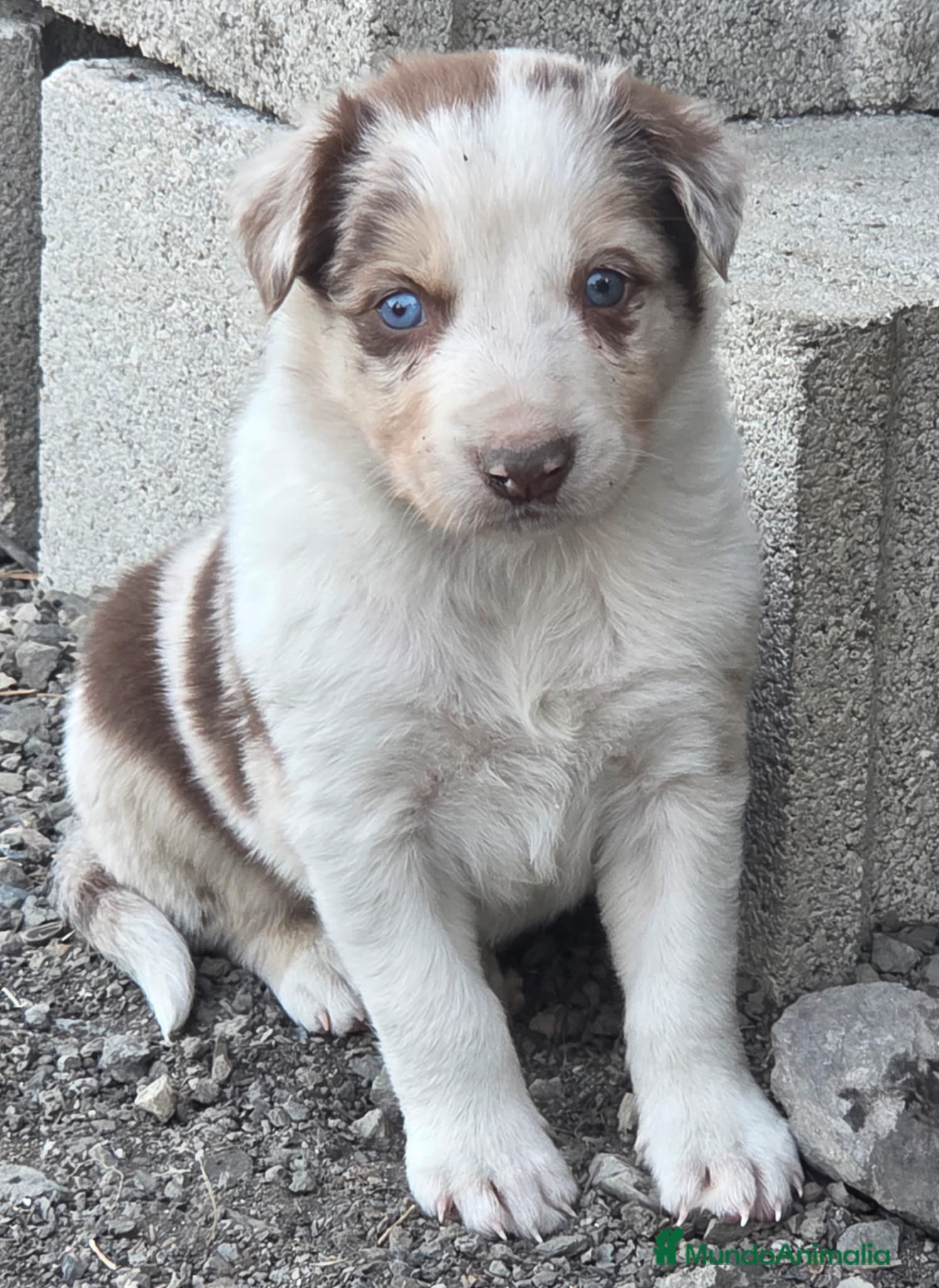 Border Collie perros Border collie merle chocolate  - Anuncio 1