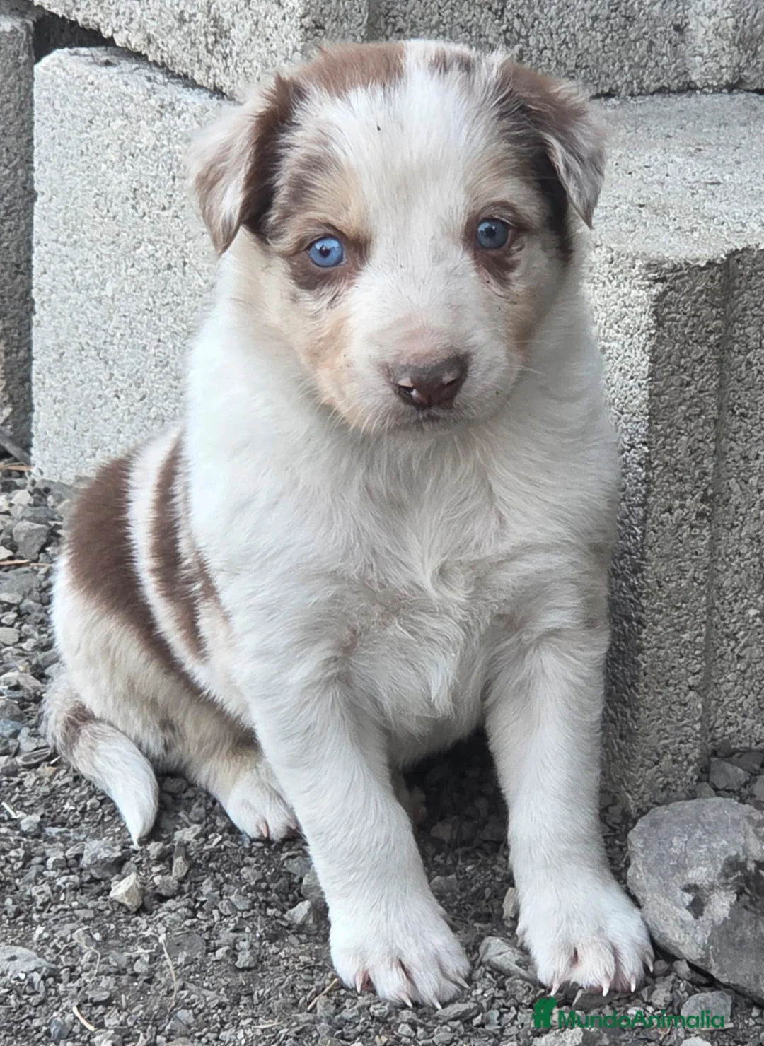 Border Collie perros en venta: Border collie merle chocolate  - Anuncio 1