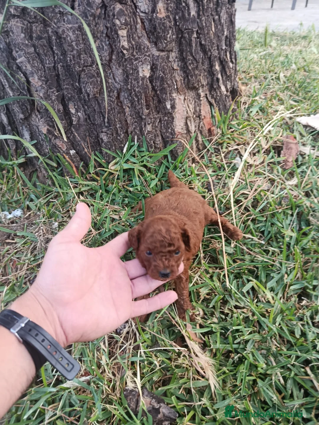 Caniche Toy perros en venta: PRECIOSOS CANICHE  ROJO LINEA TOY - Anuncio 13
