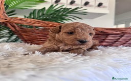 Caniche Toy perros en venta: CANICHE TOY - Imagen 4