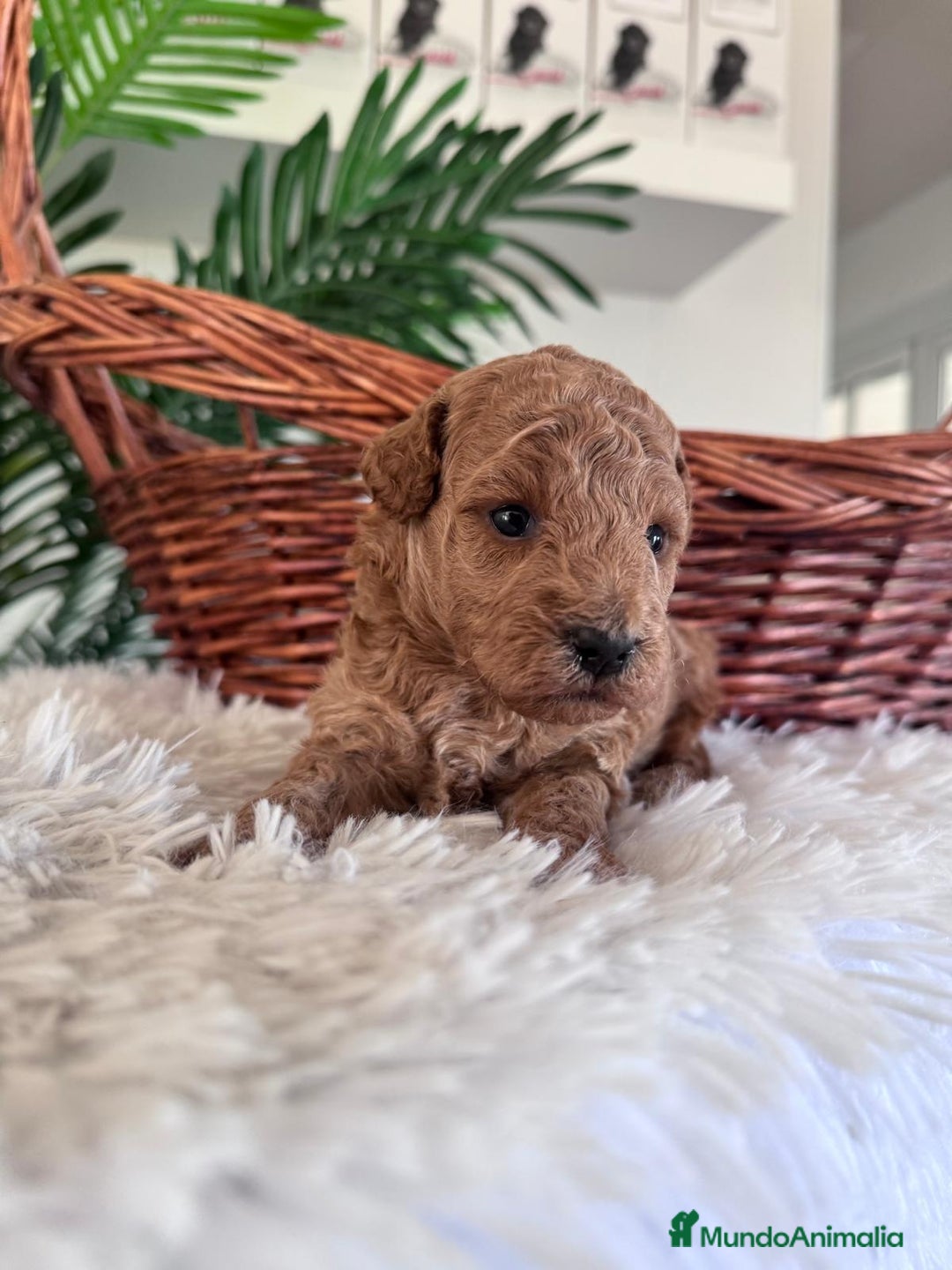 Caniche Toy perros en venta: CANICHE TOY - Imagen 4