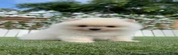 Pomerania perros en venta: POMERANIA 💙🤍 - Anuncio 19