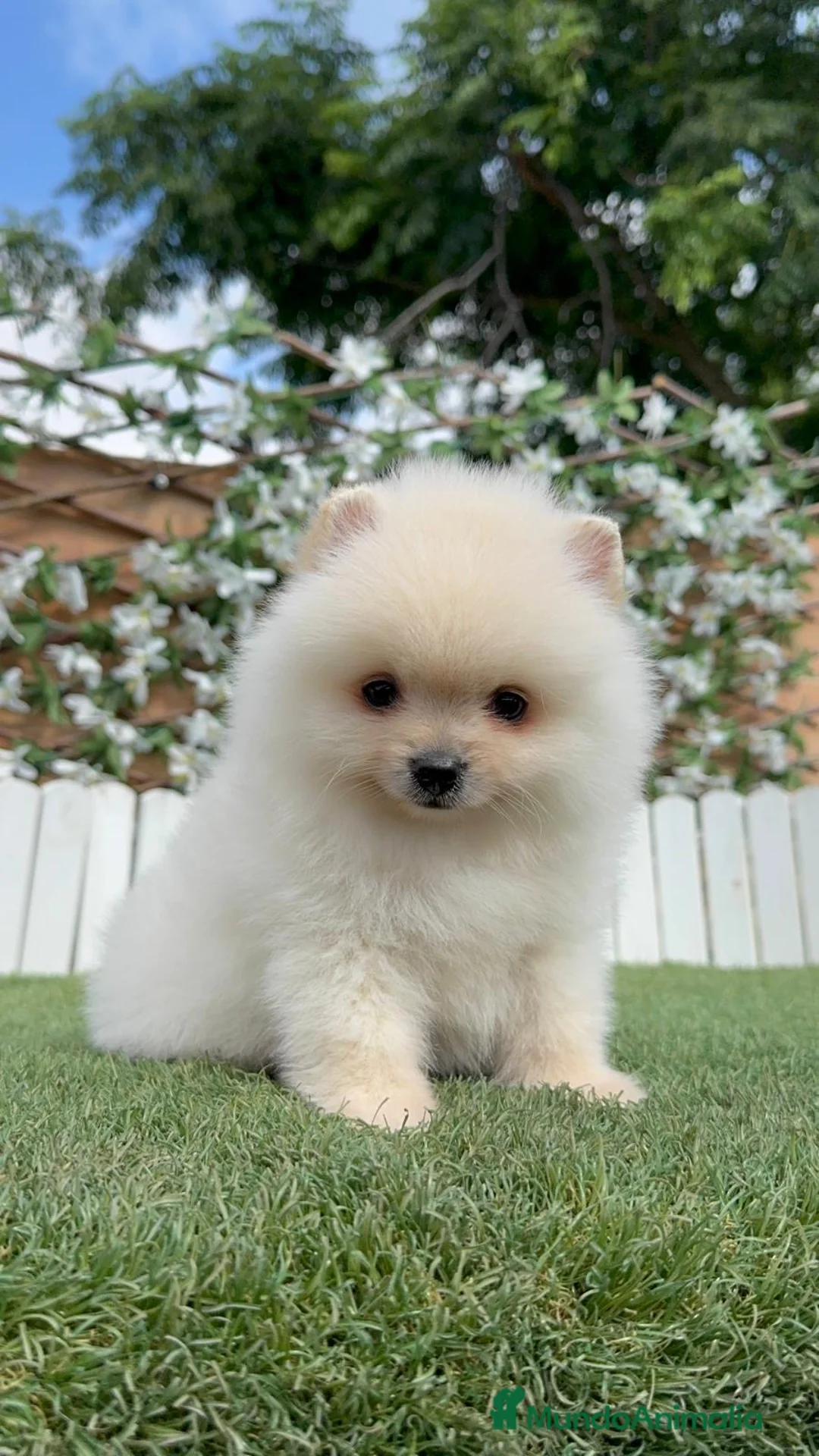 Pomerania perros en venta: POMERANIA 💙🤍 - Anuncio 19