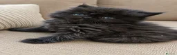 Persa gatos en venta: Persa americà - Anuncio 1