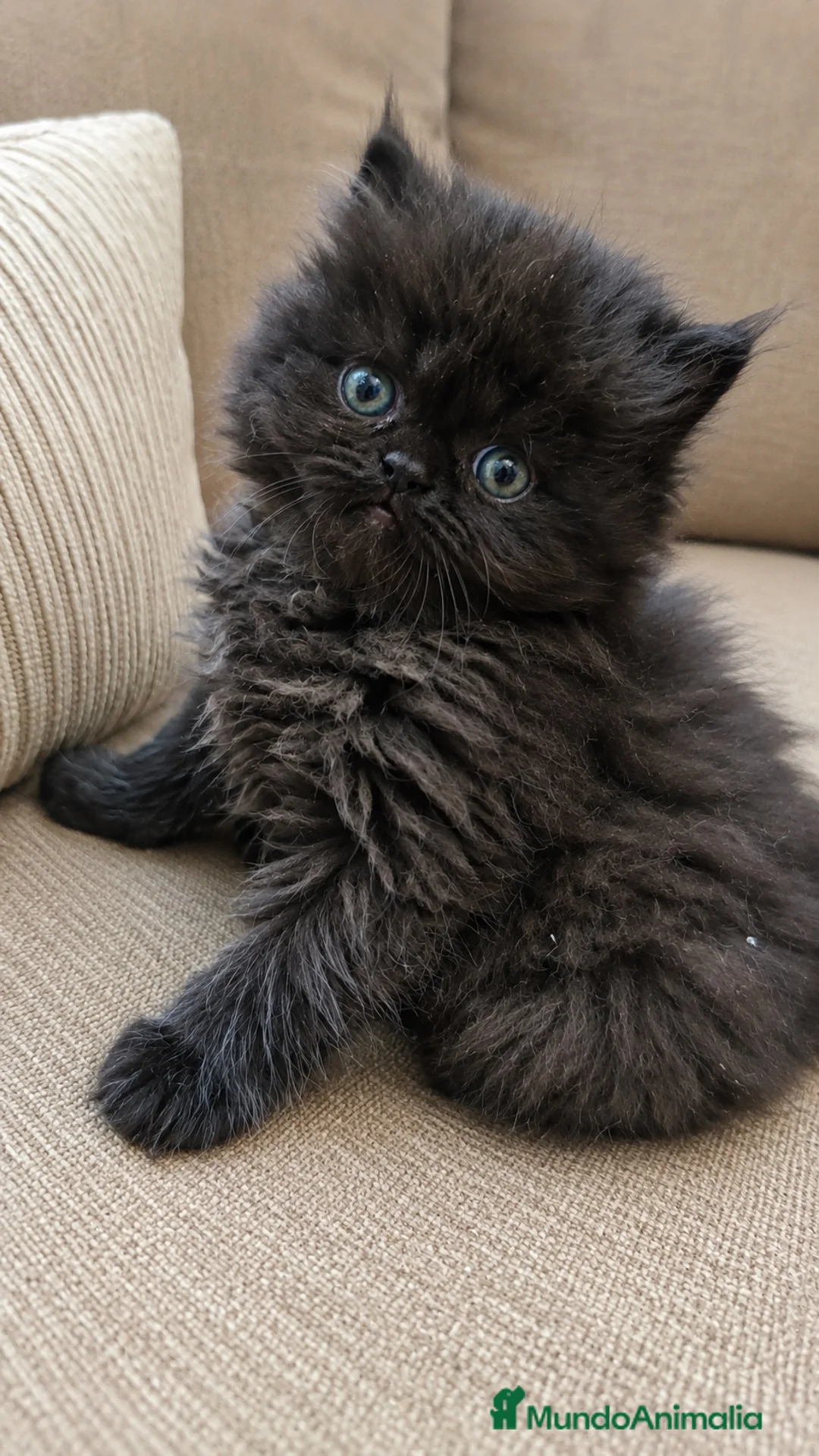 Persa gatos en venta: Persa americà - Anuncio 1