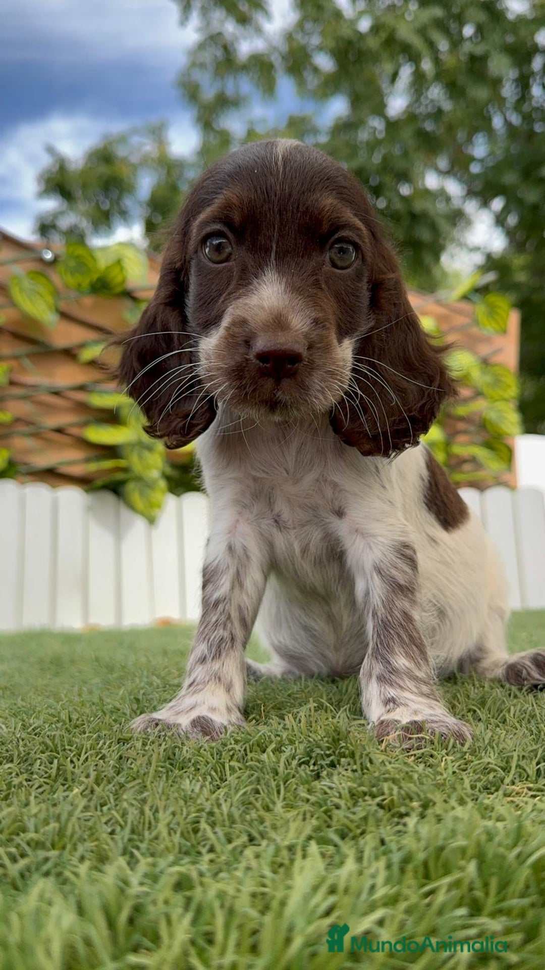 Cocker Spaniel Inglés perros en venta: COCKER SPANIEL RUANO - Imagen 3