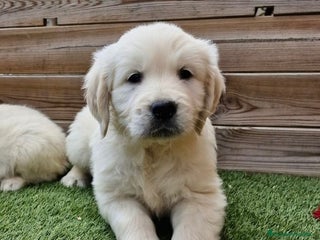Golden Retriever perros - Anuncio 21