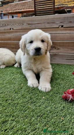 Golden Retriever perros - Anuncio 20