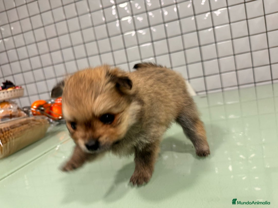 Pomerania perros en venta: Pomerania toy hembra sable preciosa  - Anuncio 9