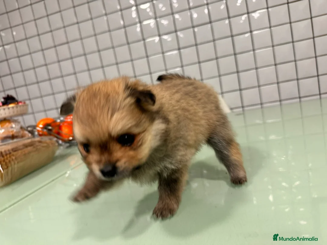 Pomerania perros en venta: Pomerania toy hembra sable preciosa  - Anuncio 9