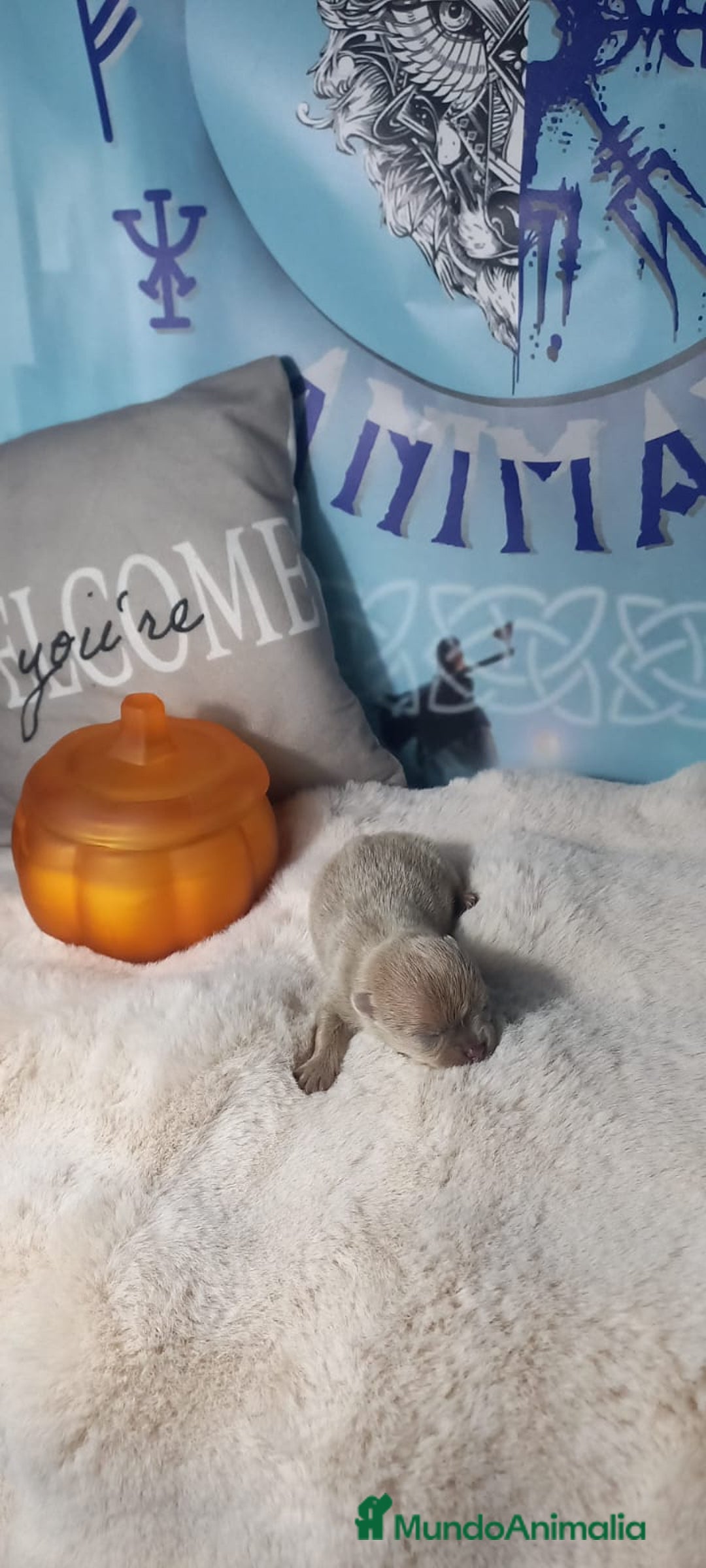 Pomerania perros en venta: Macho lilac de pomerania  - Imagen 1