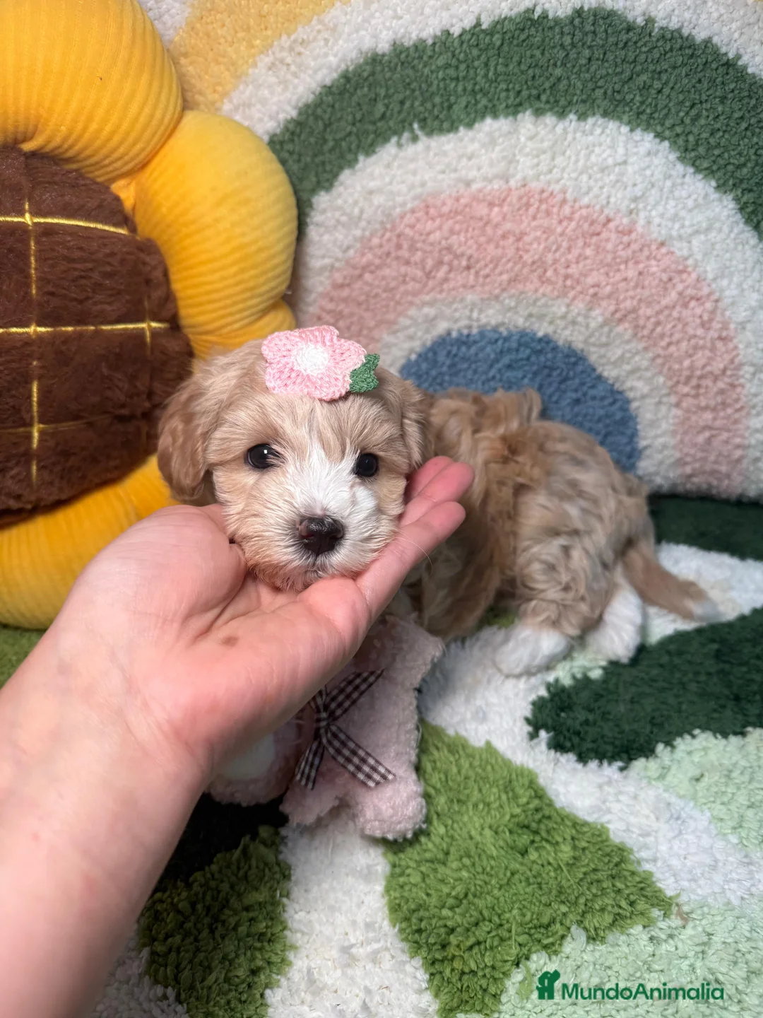 Maltipoo perros en venta: Maltipoo Mini Toy - Anuncio 3