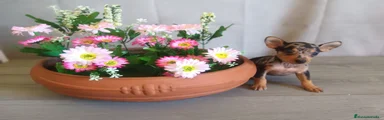 Pinscher Miniatura Hembra