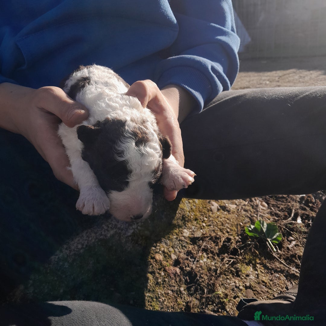 Perro de Agua Español perros en venta: PERRO DE AGUA ESPAÑOL - Anuncio 12
