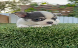 Chihuahua perros en venta: CHIHUAHUA MACHO DISPONIBLE - Imagen 8