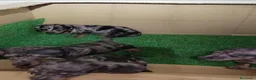 Teckel Miniatura perros en venta: ‼️‼️Disponibles hembritas de teckel  kaninchen - Anuncio 3