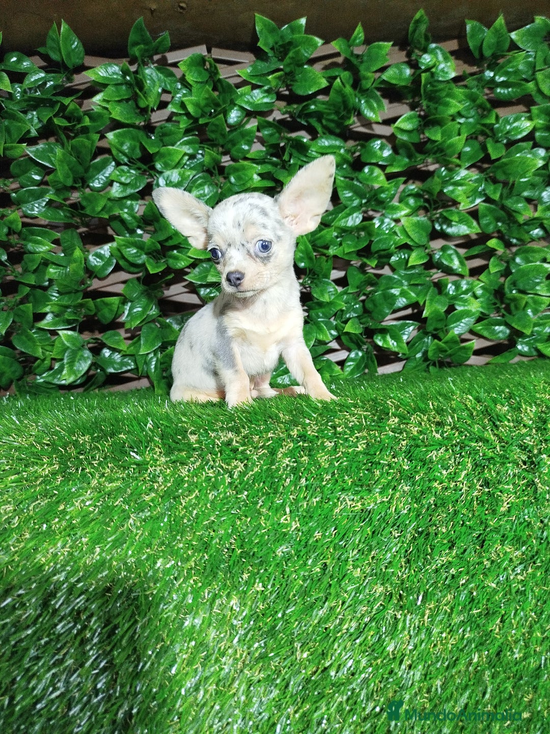 Chihuahua perros en venta: Chihuahua toy  - Anuncio 4