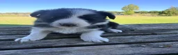 Border Collie perros en venta: Border Collie - Anuncio 20