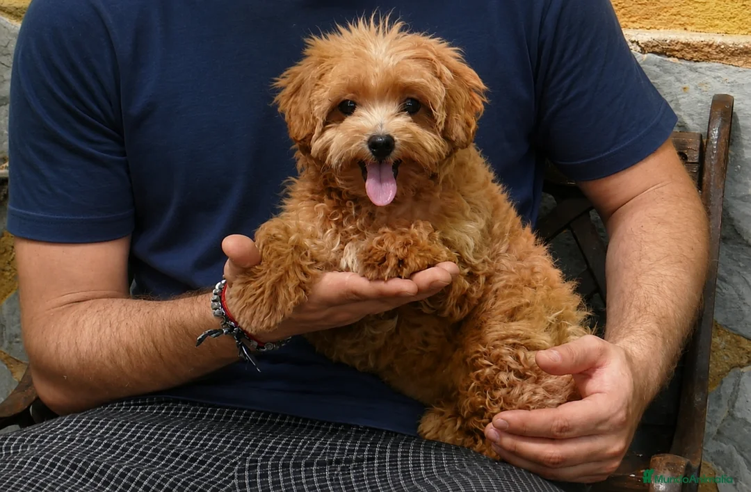 Maltipoo perros en venta: Maltipoo - Anuncio 1