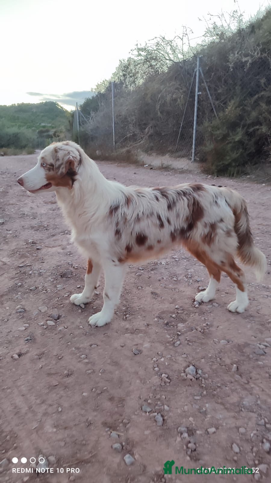 Pastor Australiano perros PASTOR AUSTRALIANO  - Anuncio 1